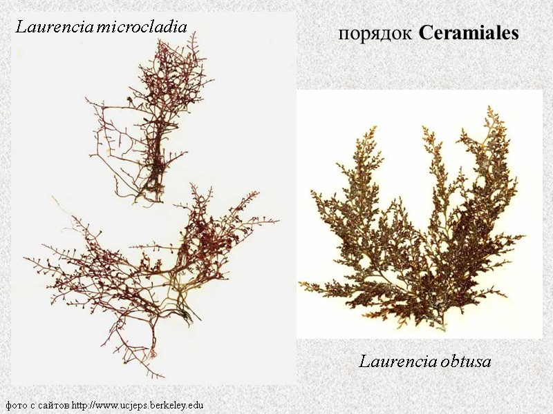 фото с сайтов http://www.ucjeps.berkeley.edu порядок Ceramiales  Laurencia microcladia Laurencia obtusa